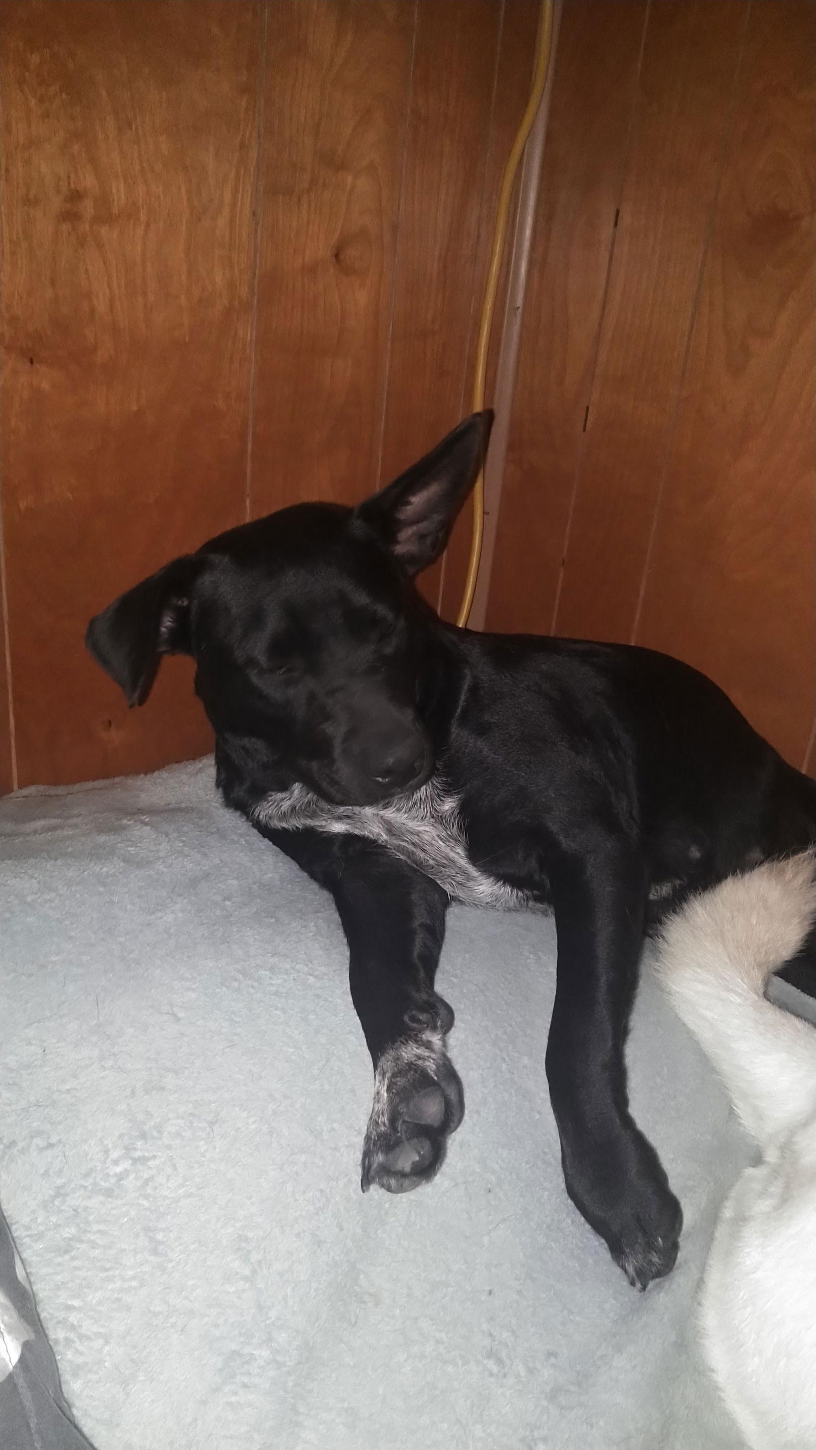 Abbie Gail, a Adoptable mixed breed in Orange Grove, TX image 1/3