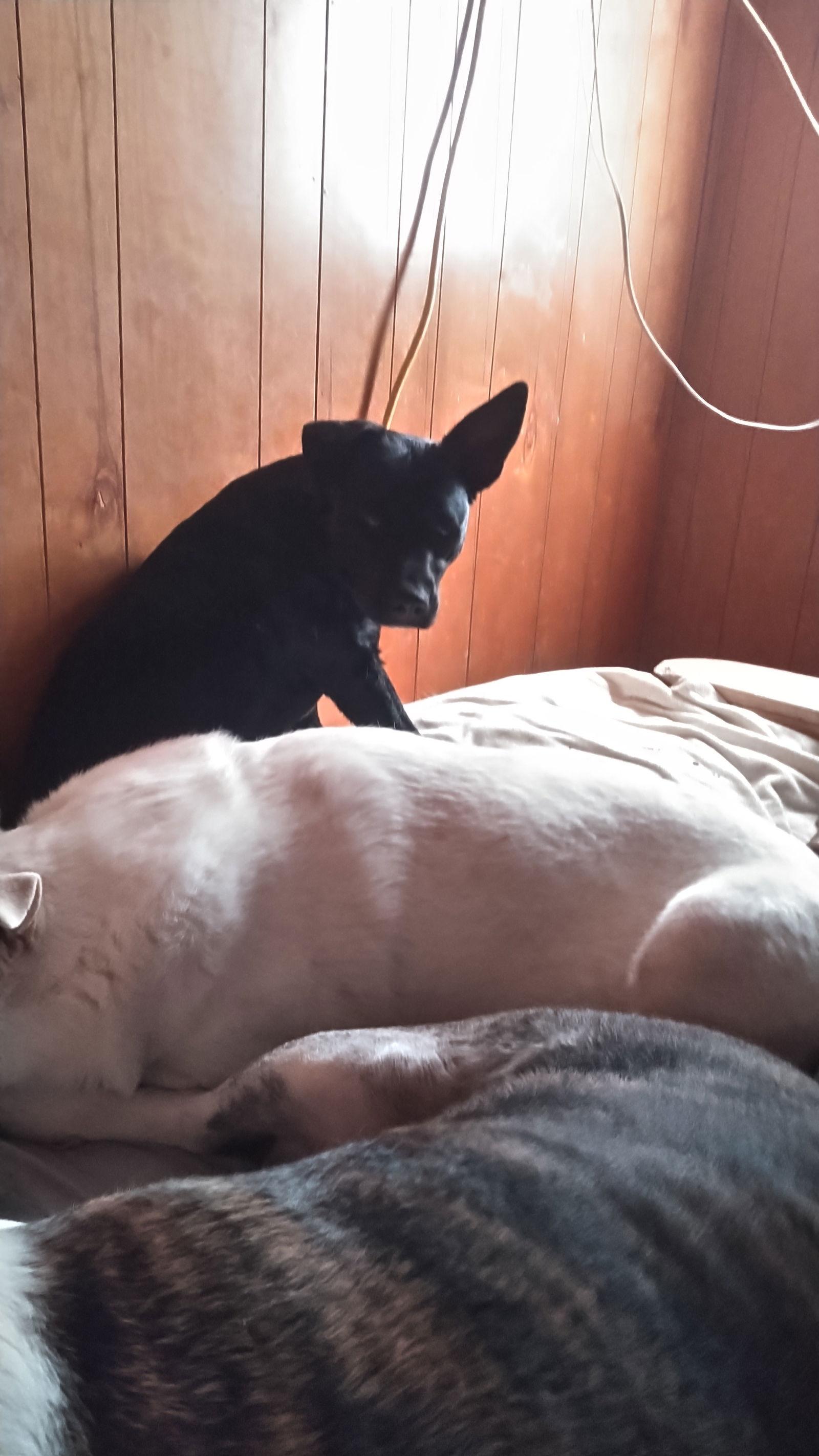 Abbie Gail, a Adoptable mixed breed in Orange Grove, TX image 2/3