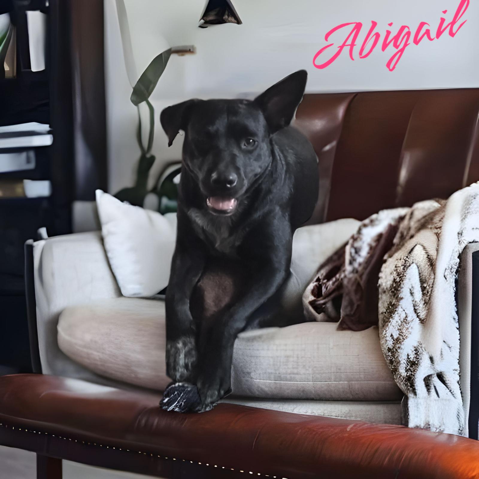 Abbie Gail, a Adoptable mixed breed in Orange Grove, TX image 3/3