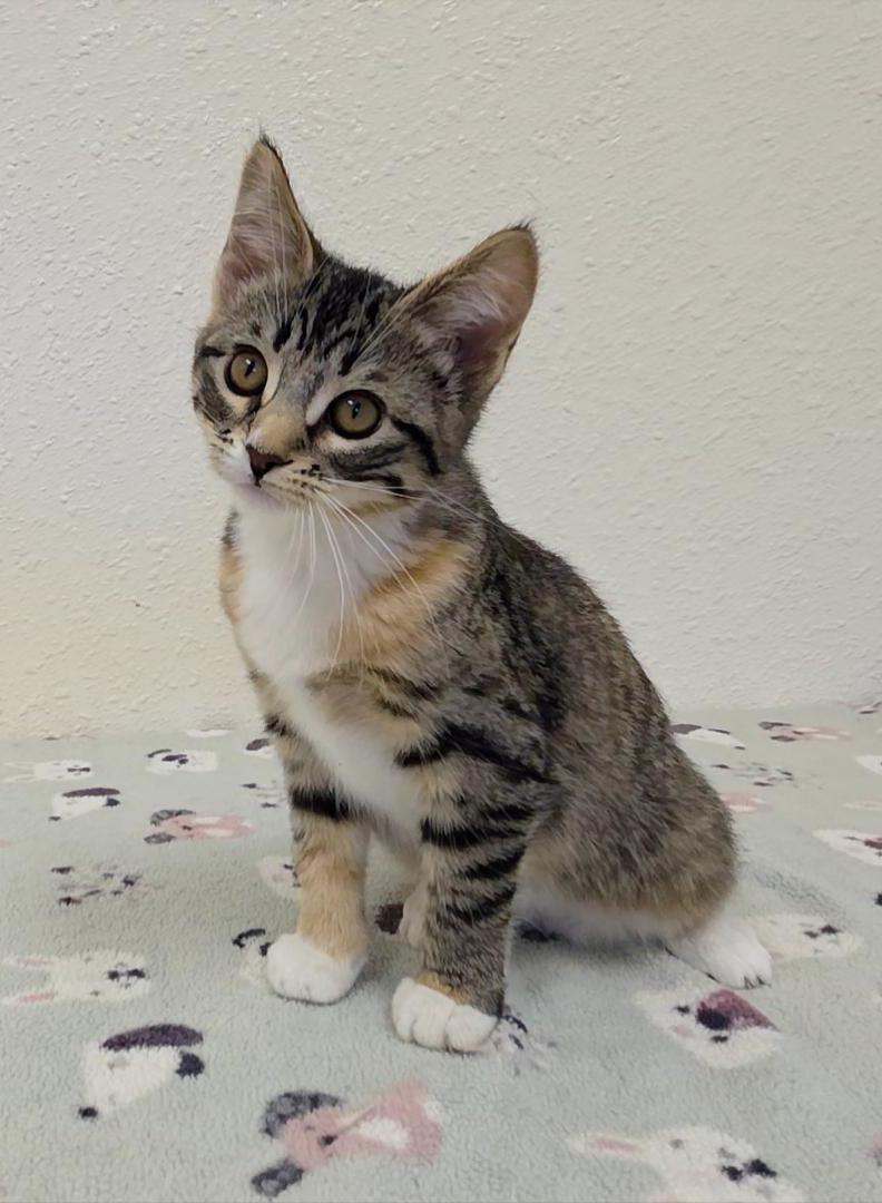 Zippy, adopted, Kitten Female Domestic Short Hair.
