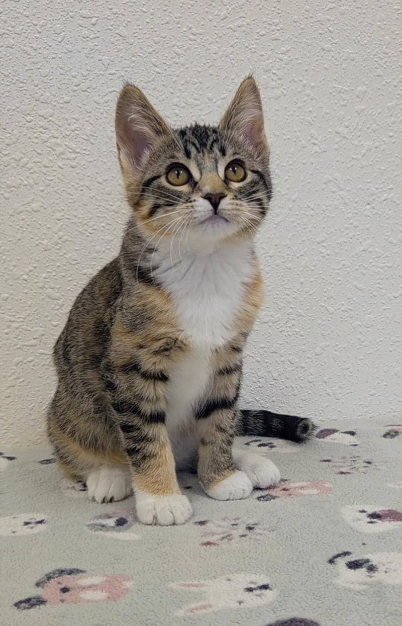 Enlarge Zippy, an adopted Domestic Short Hair in Red Wing, MN image 2/3