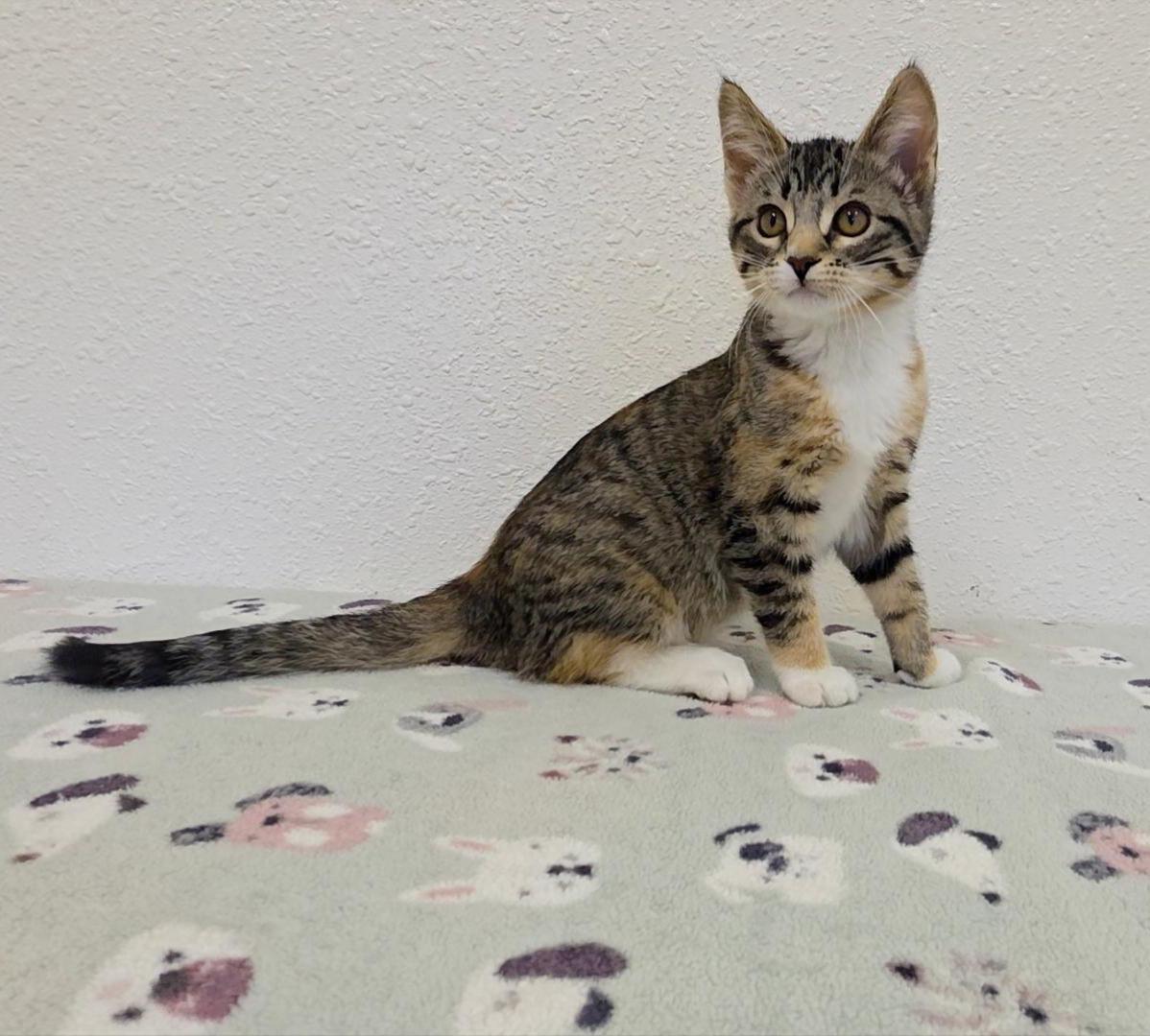 Enlarge Zippy, an adopted Domestic Short Hair in Red Wing, MN image 3/3