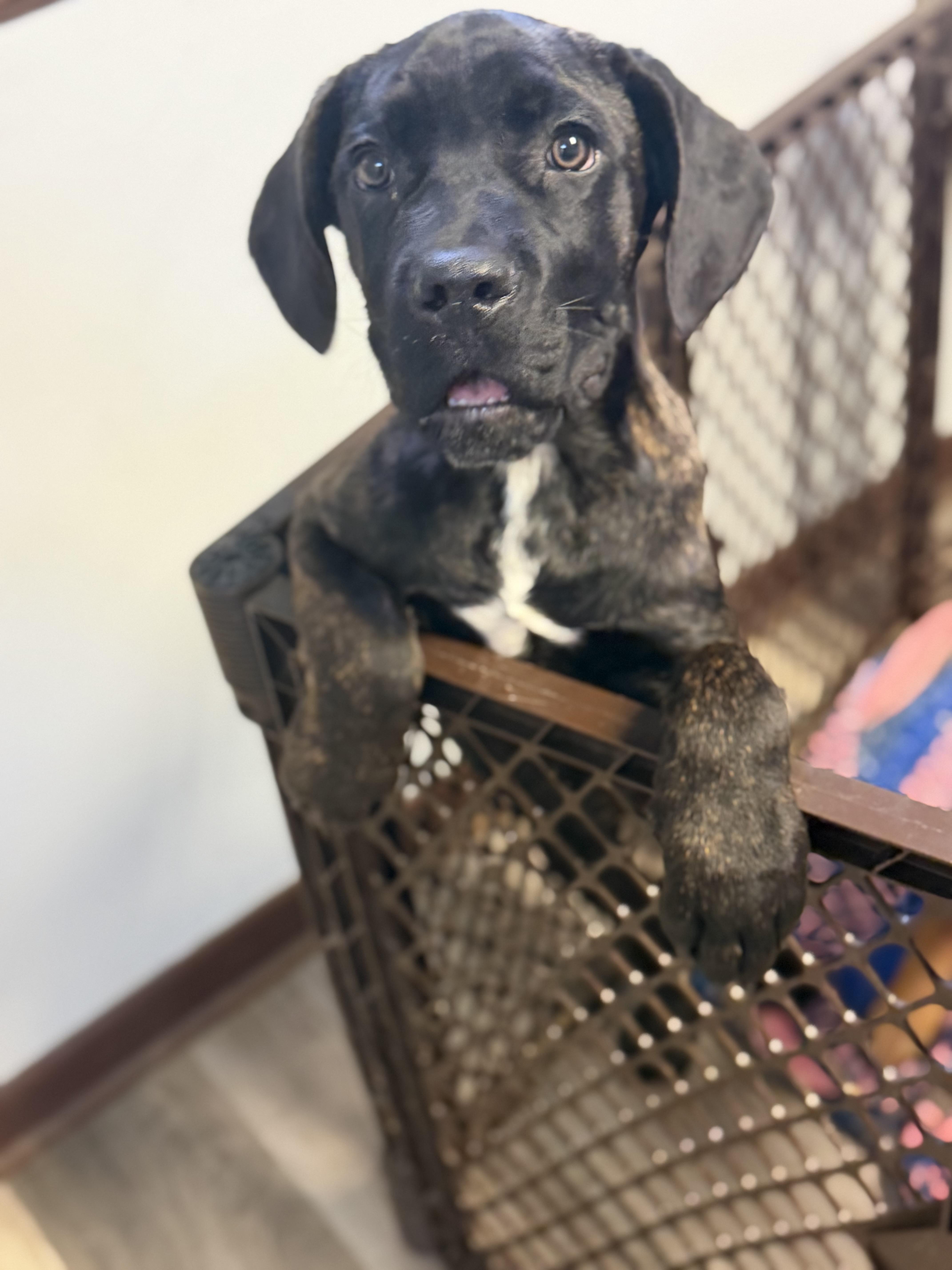 Enlarge Froggy, a Adopted Cane Corso in Lutz, FL image 5/5