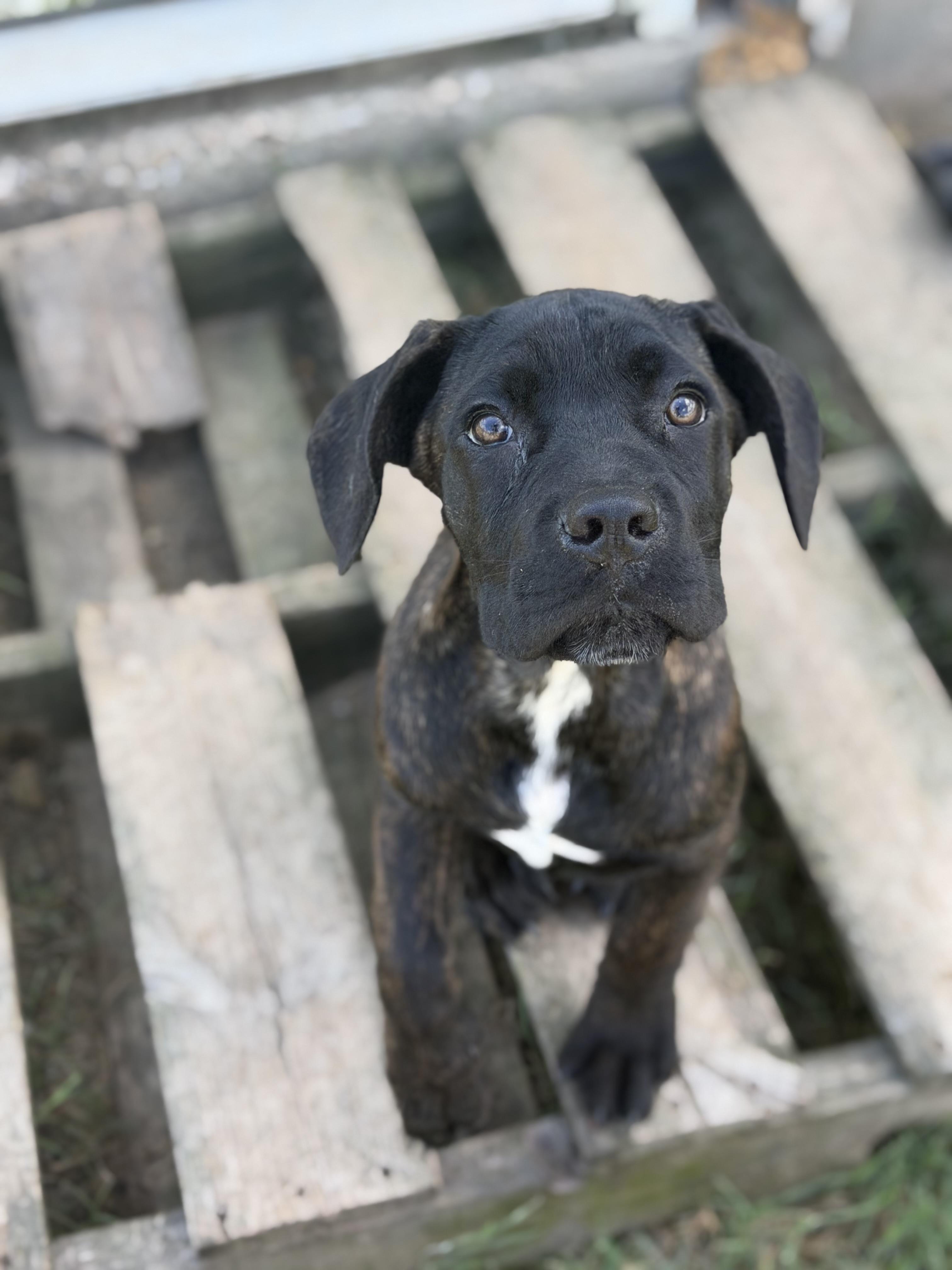 Enlarge Froggy, a Adopted Cane Corso in Lutz, FL image 2/5