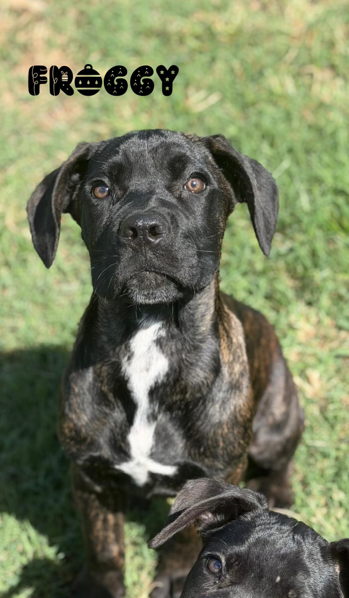 Enlarge Froggy, a Adopted Cane Corso in Lutz, FL image 1/5