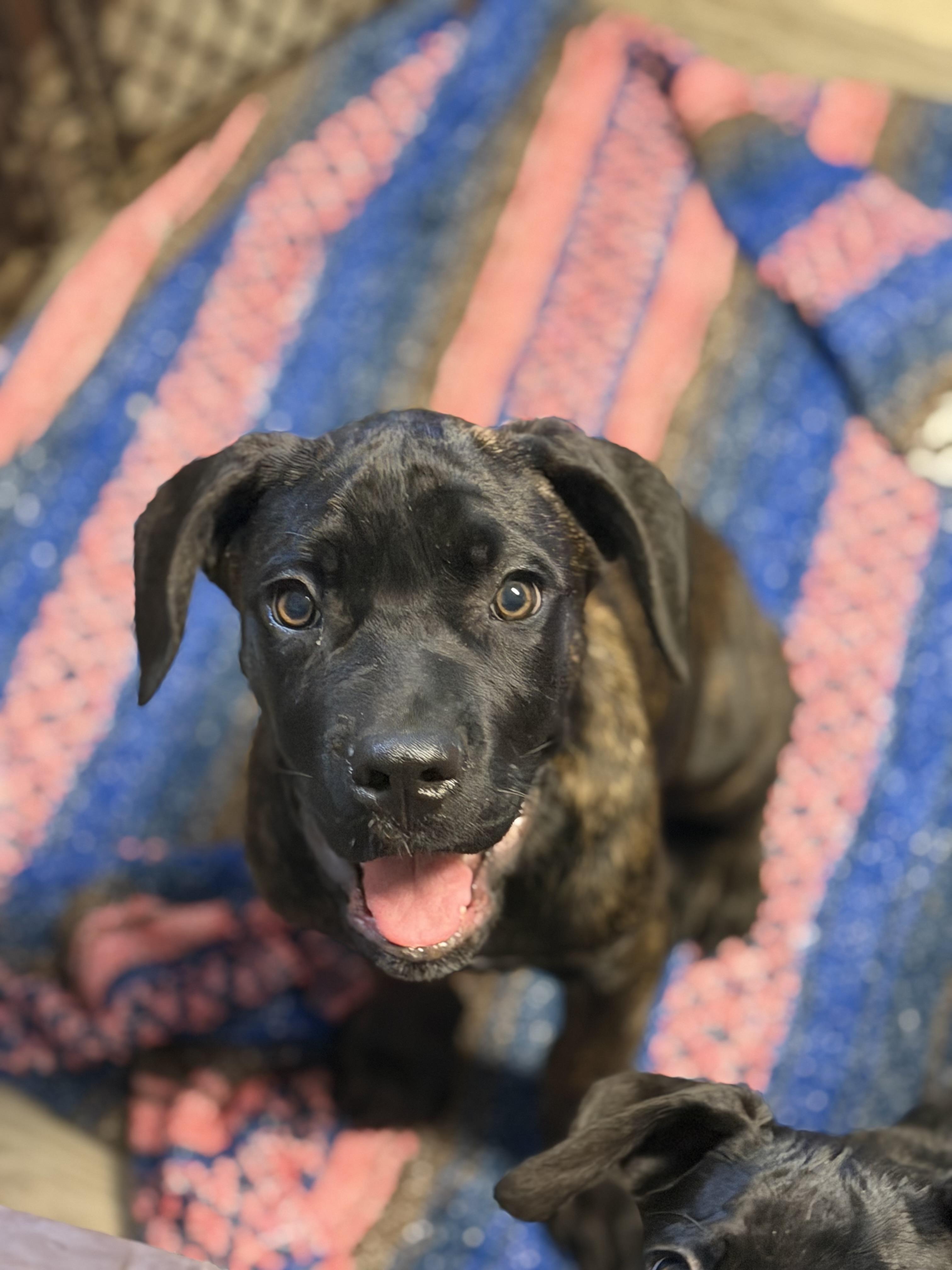 Enlarge Froggy, a Adopted Cane Corso in Lutz, FL image 4/5