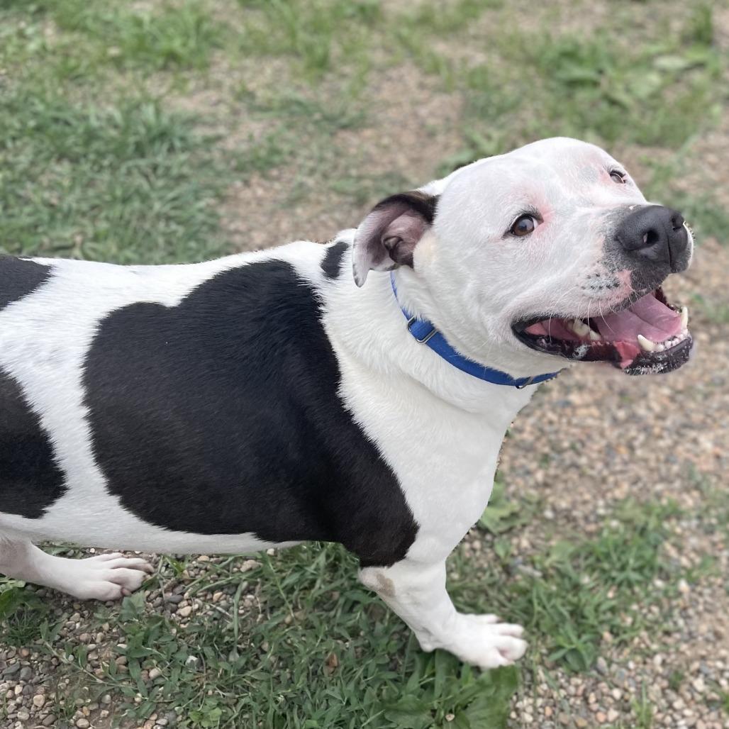 Papa Smurf, a Adoptable mixed breed in West Des Moines, IA image 1/6