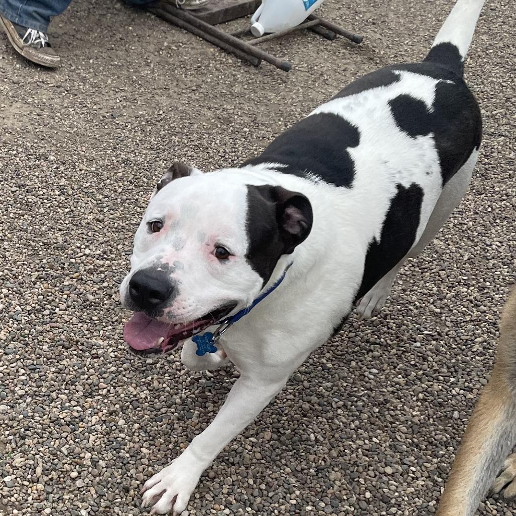 Papa Smurf, a Adoptable mixed breed in West Des Moines, IA image 3/6