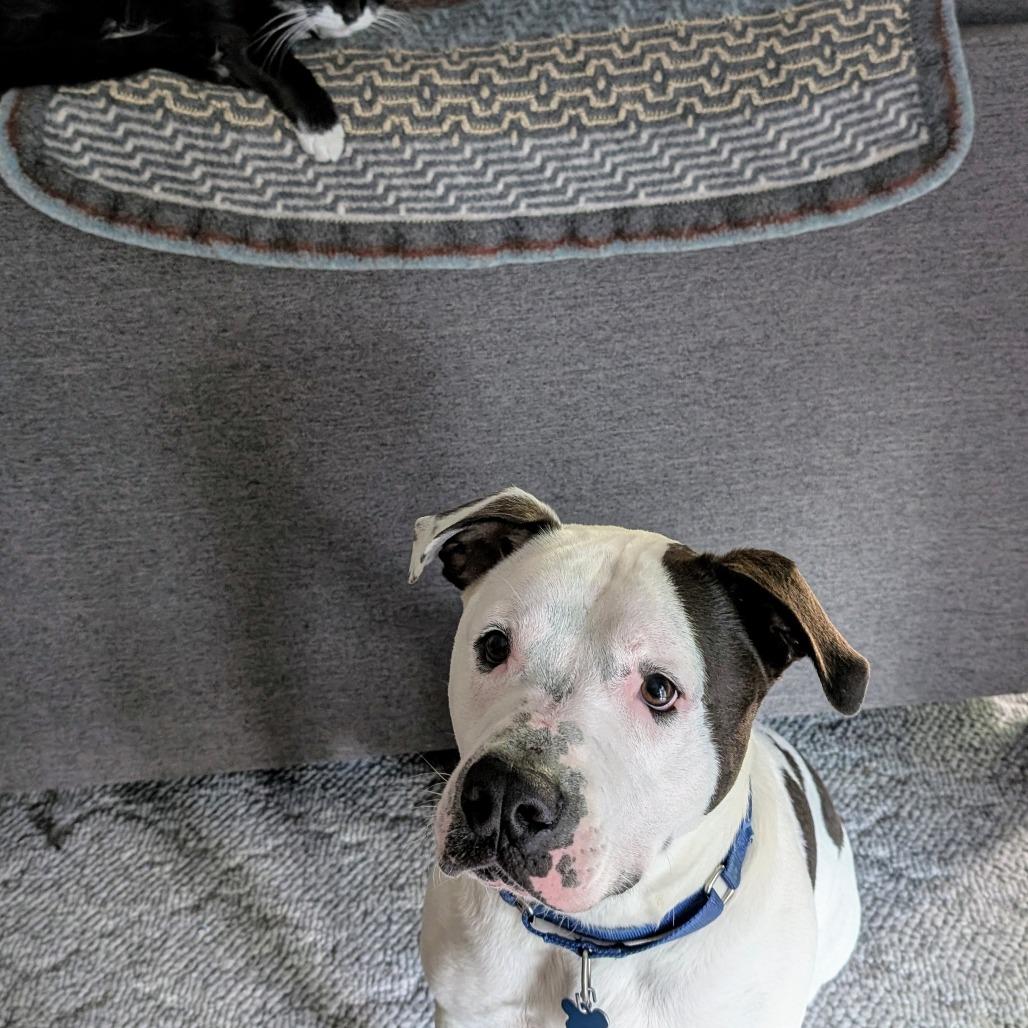 Papa Smurf, a Adoptable mixed breed in West Des Moines, IA image 4/6