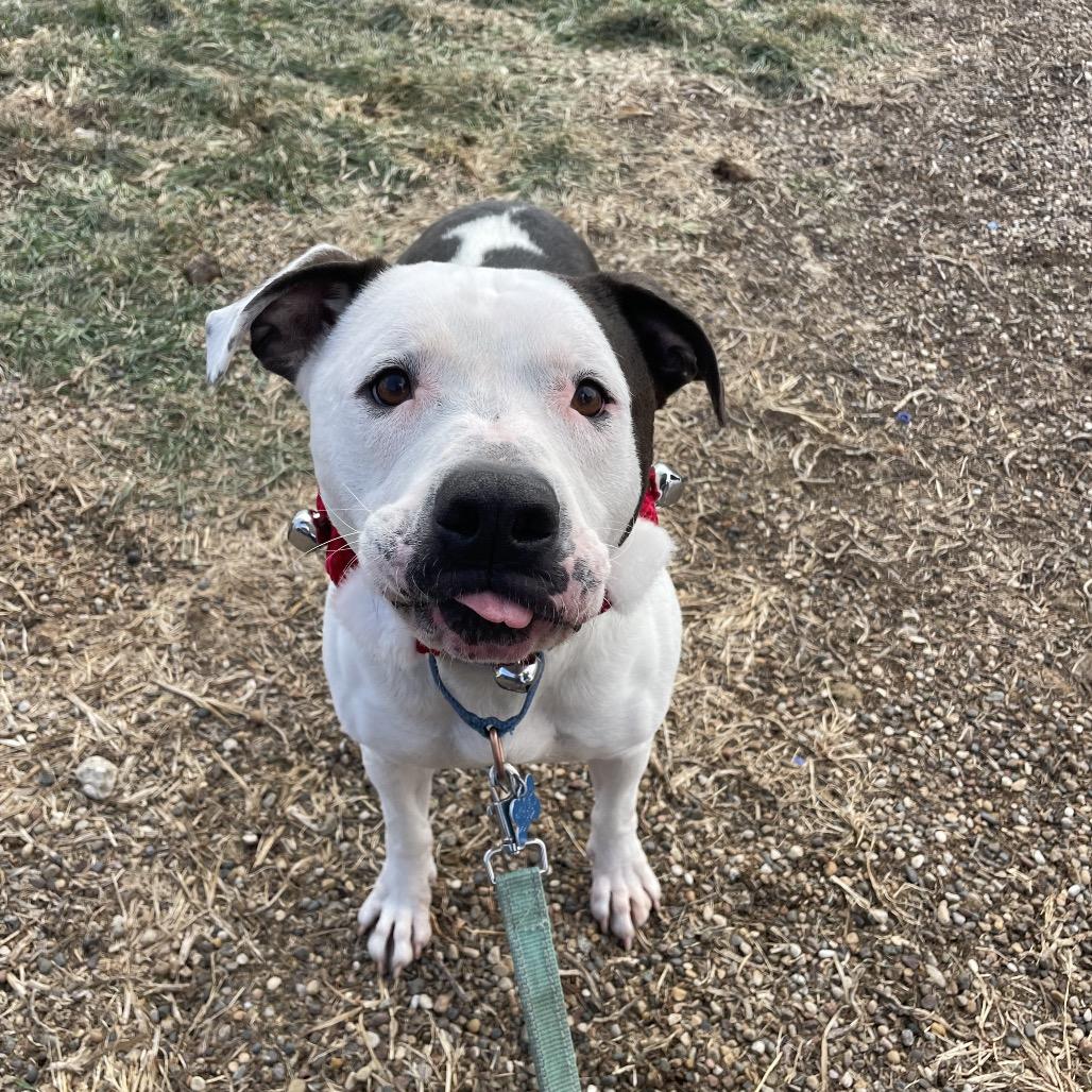 Papa Smurf, a Adoptable mixed breed in West Des Moines, IA image 5/6