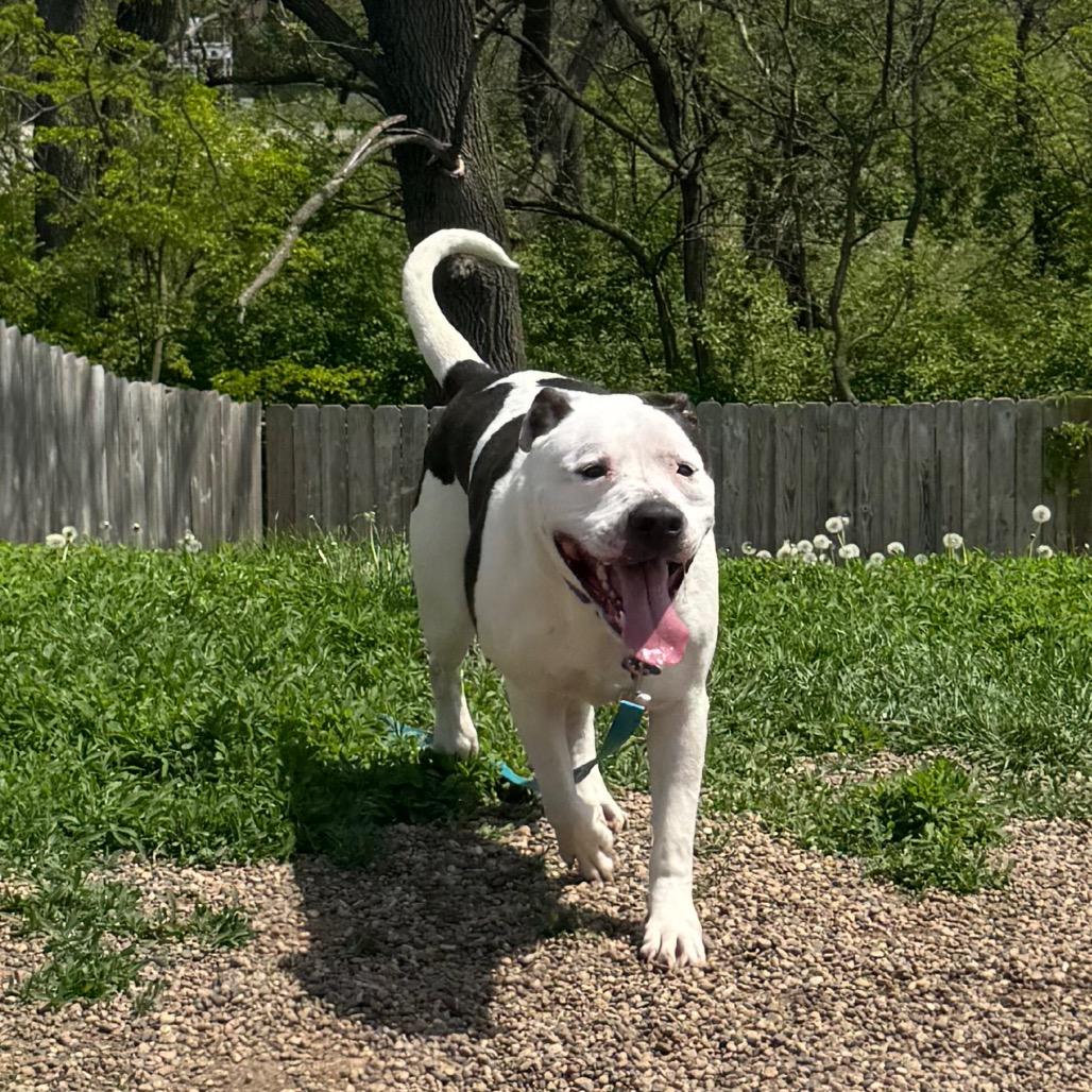 Papa Smurf, a Adoptable mixed breed in West Des Moines, IA image 6/6