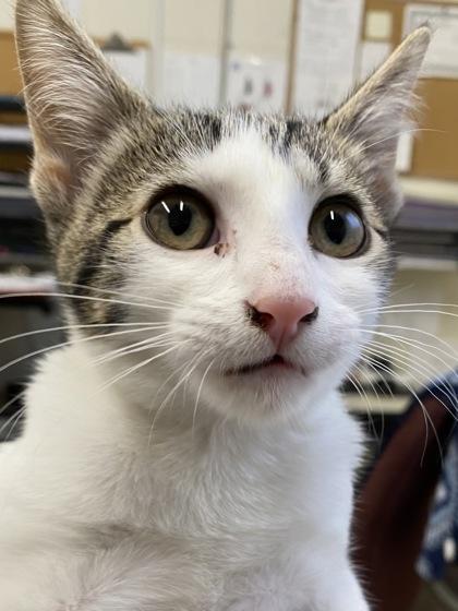 Nora @ Petsmart — thumbnail 5