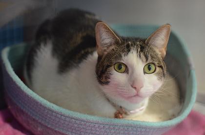 Nora @ Petsmart — thumbnail 6