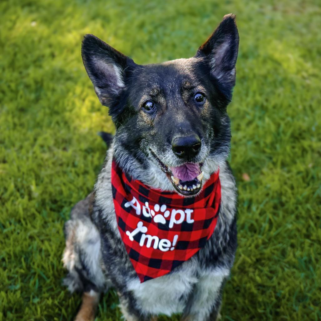 Enlarge STARFIRE, a Adoptable mixed breed in Upland, CA image 1/6