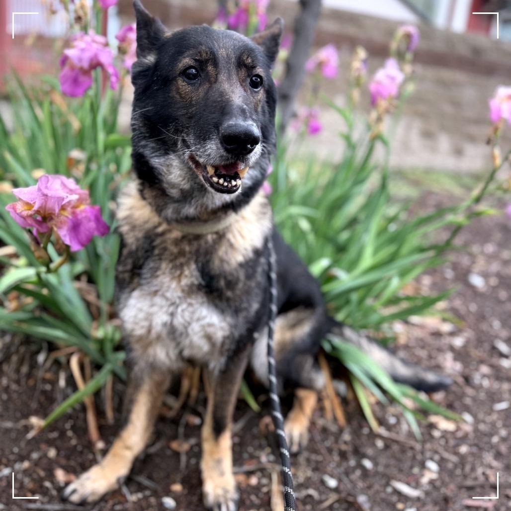 STARFIRE, a Adoptable mixed breed in Upland, CA image 1/6