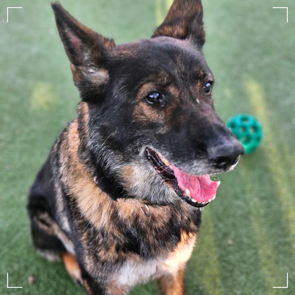 STARFIRE, a Adoptable mixed breed in Upland, CA image 2/6