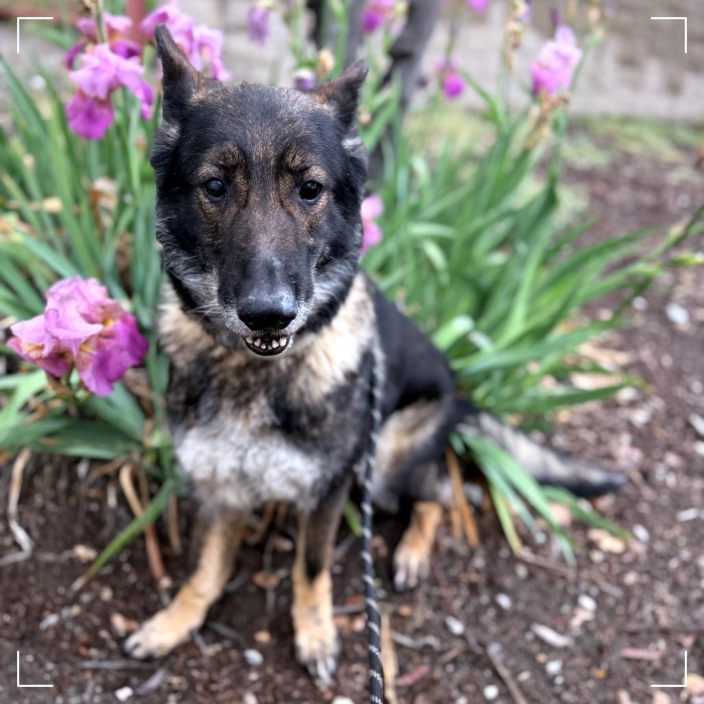 STARFIRE, a Adoptable mixed breed in Upland, CA image 3/6