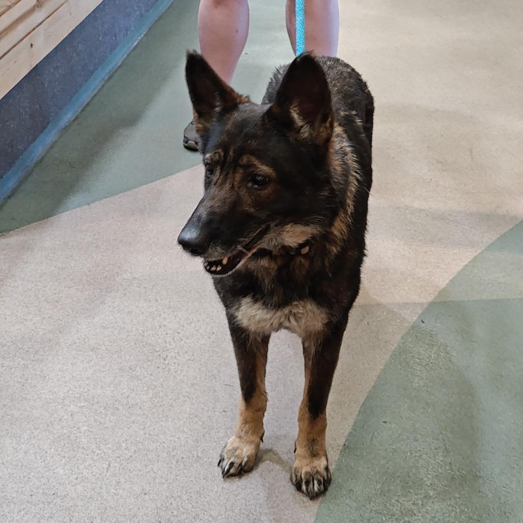 STARFIRE, a Adoptable mixed breed in Upland, CA image 4/6