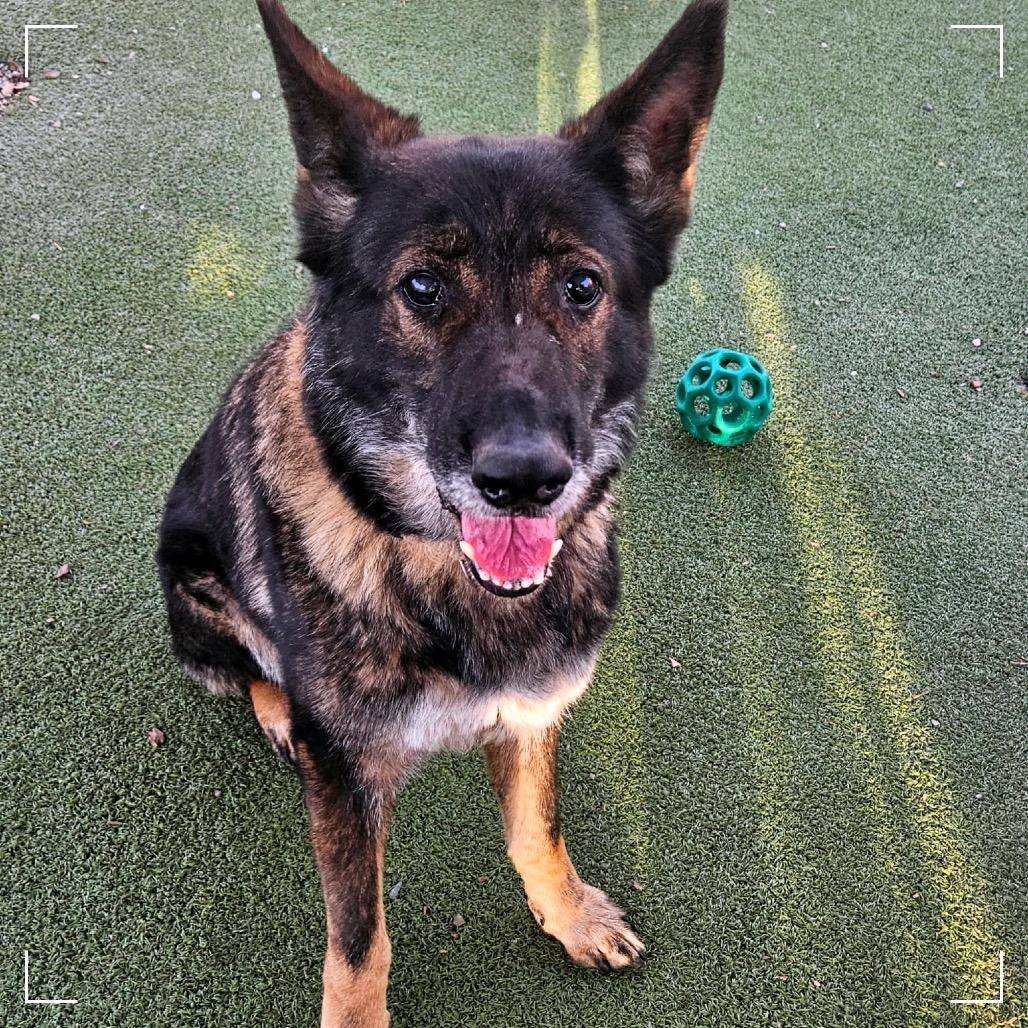 STARFIRE, a Adoptable mixed breed in Upland, CA image 5/6