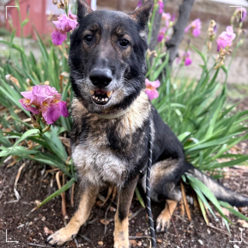 STARFIRE, a Adoptable mixed breed in Upland, CA image 6/6