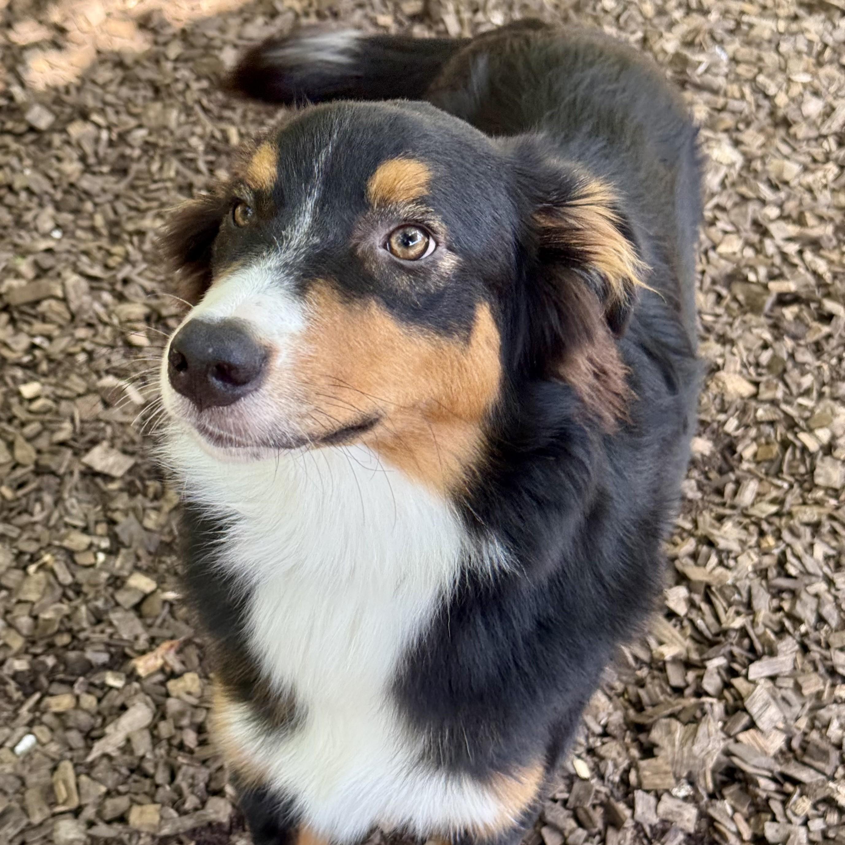 Enlarge Quick- 53709, a ADOPTABLE mixed breed in Columbia, MD image 4/4