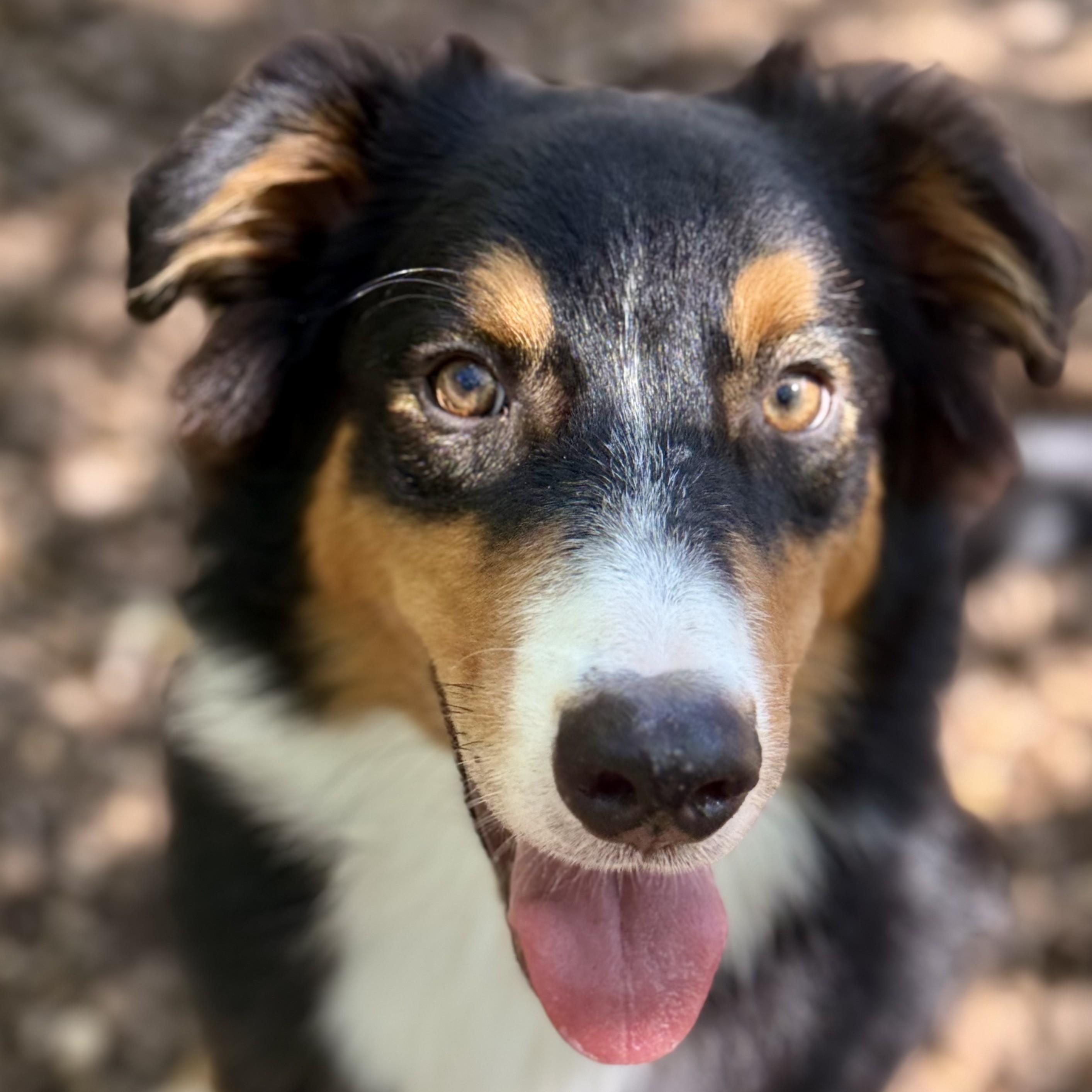 Enlarge Quick- 53709, a ADOPTABLE mixed breed in Columbia, MD image 2/4