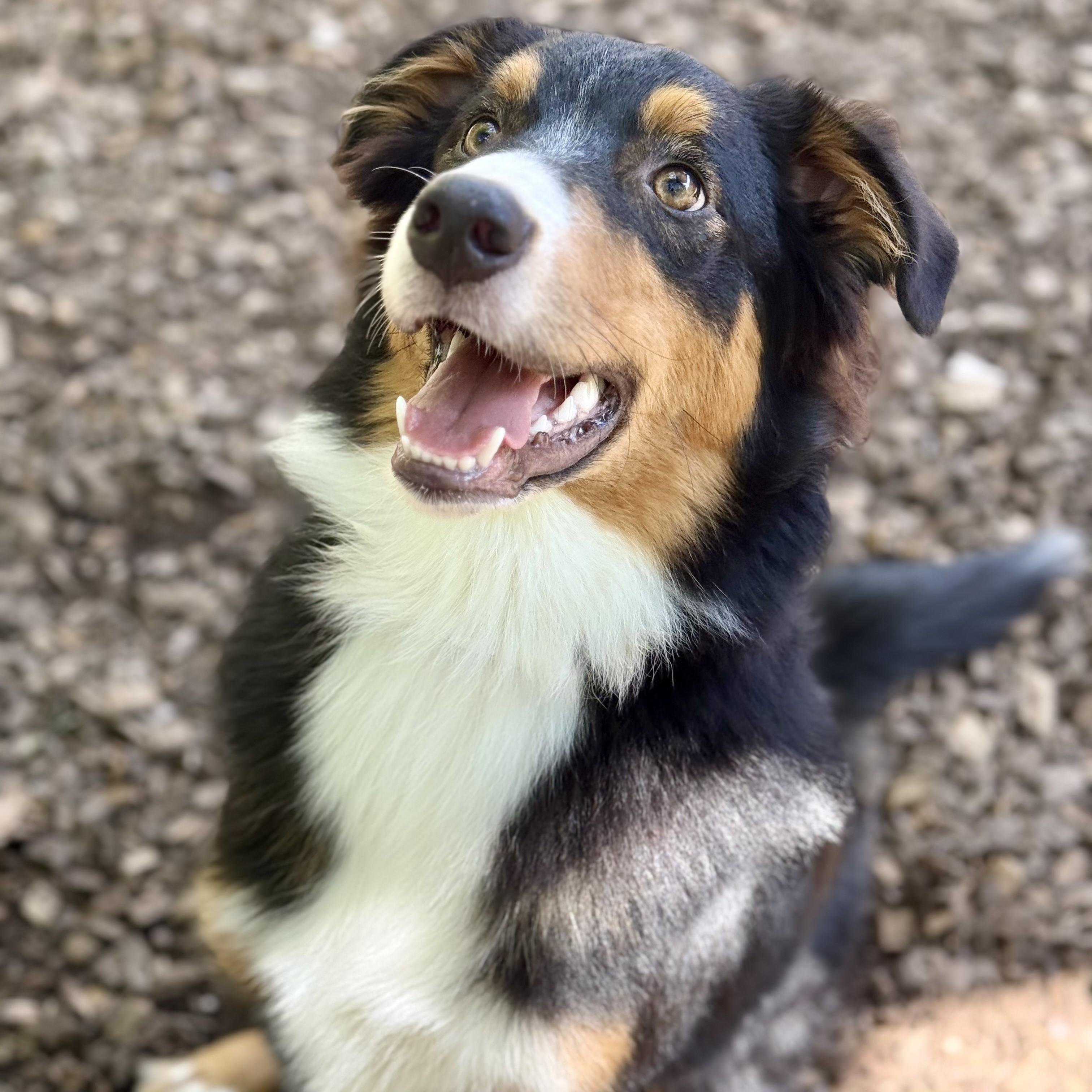 Quick- 53709, ADOPTABLE, Young Male Border Collie.