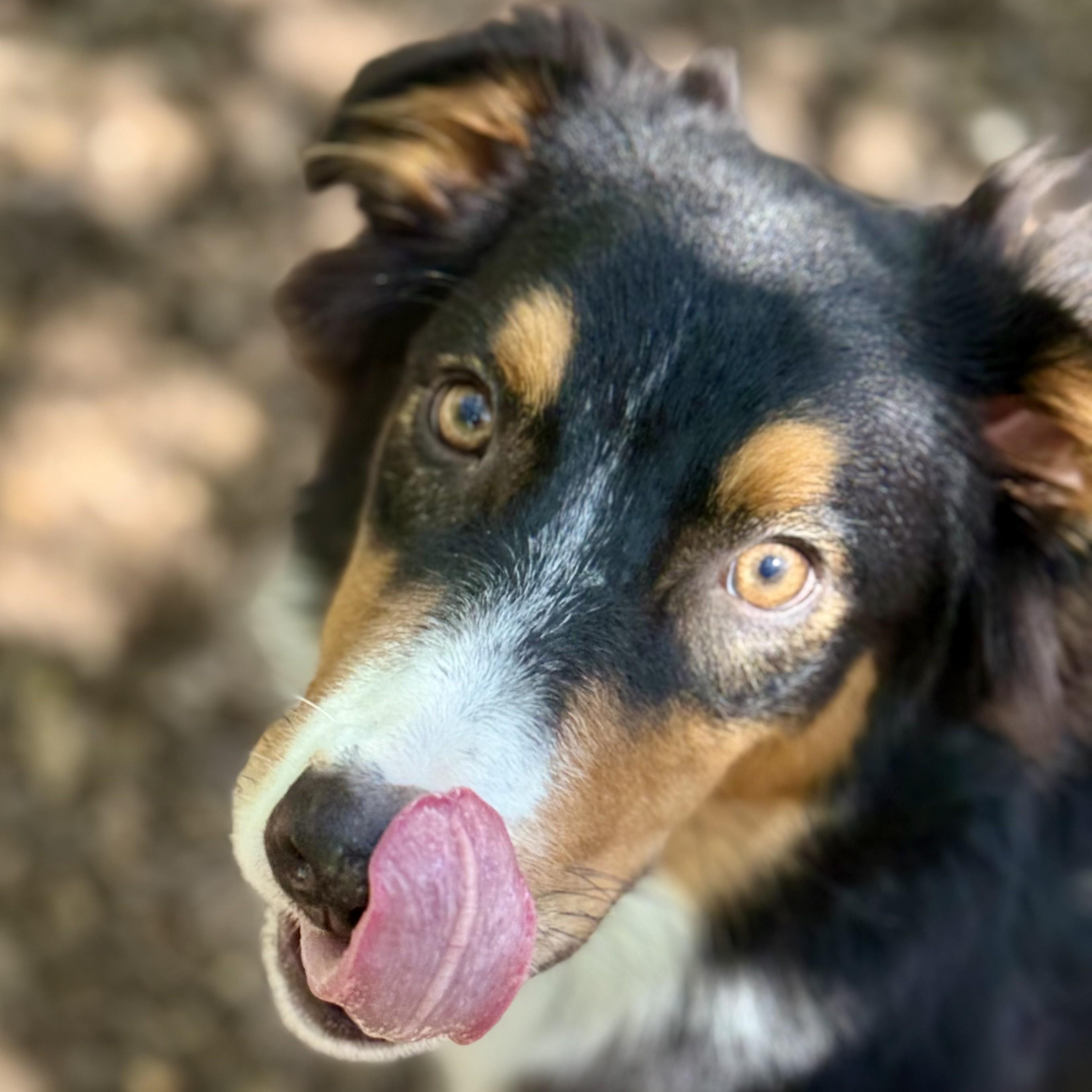 Enlarge Quick- 53709, a ADOPTABLE mixed breed in Columbia, MD image 3/4