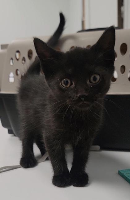 Sprinkler, Adoptable, Kitten Female Domestic Short Hair & Domestic Short Hair.