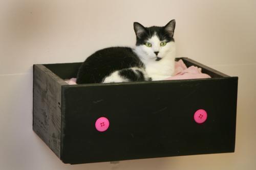 Saturn, Adopted, Adult Female Domestic Short Hair.