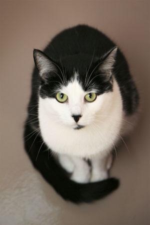 Enlarge Saturn, a Adopted mixed breed in Westfield, WI image 2/3