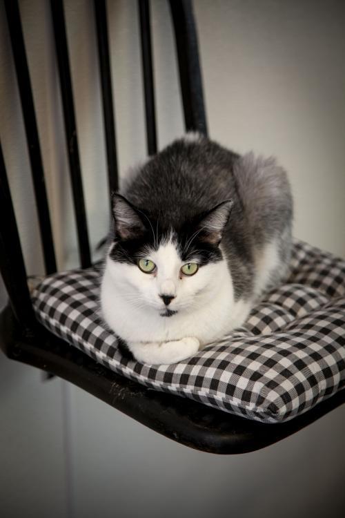 Enlarge Saturn, a Adopted mixed breed in Westfield, WI image 3/3