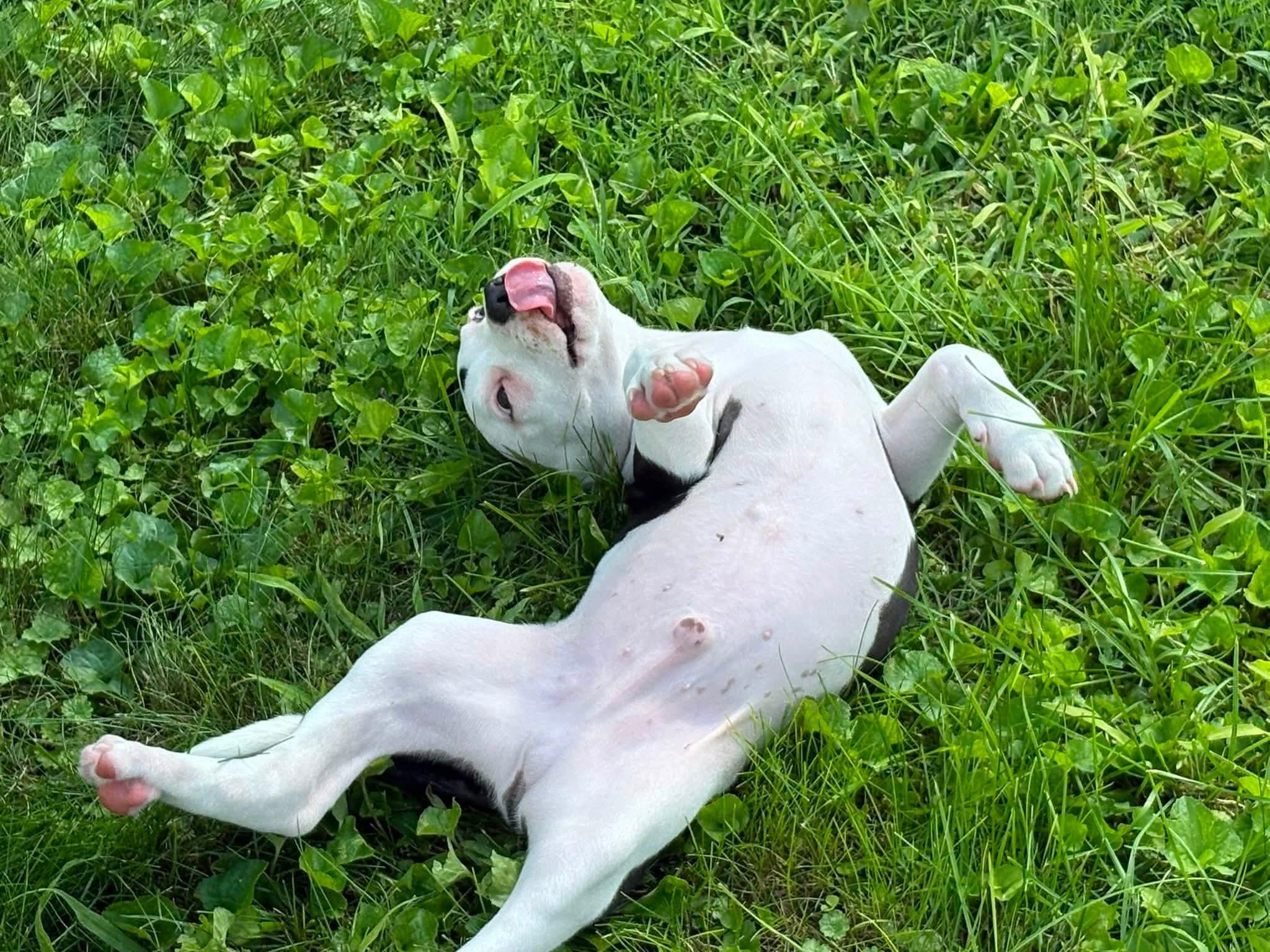 ANGUS, an adopted mixed breed in Vandergrift, PA image 3/6