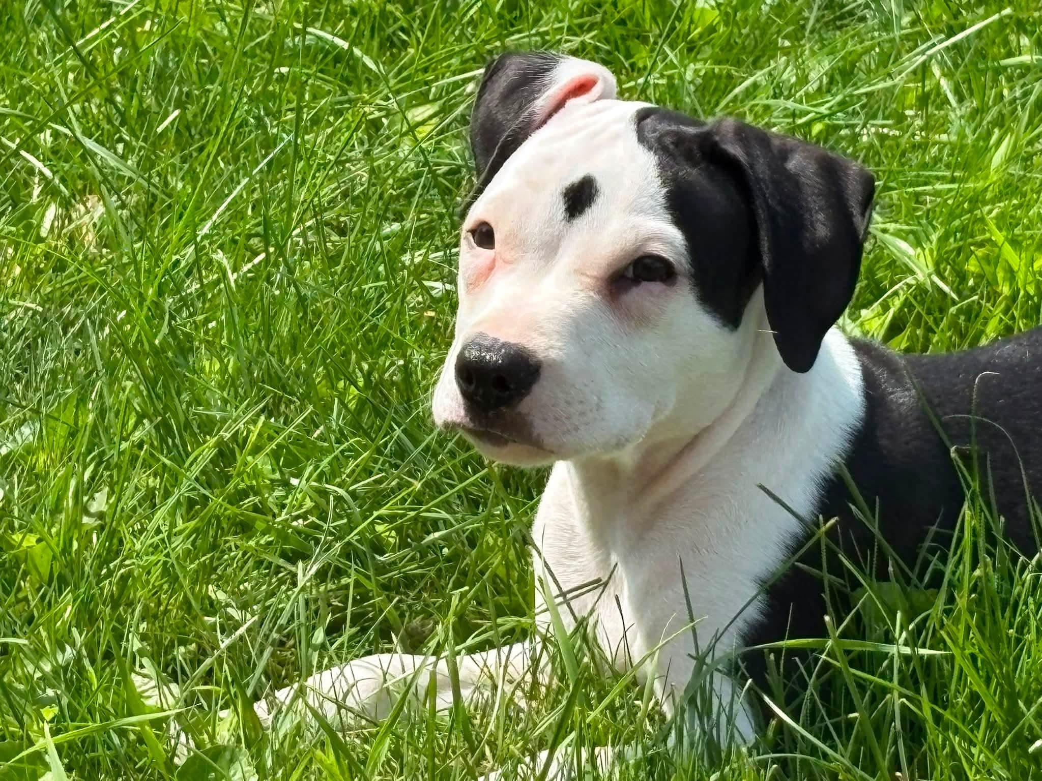 ANGUS, an adopted mixed breed in Vandergrift, PA image 1/6