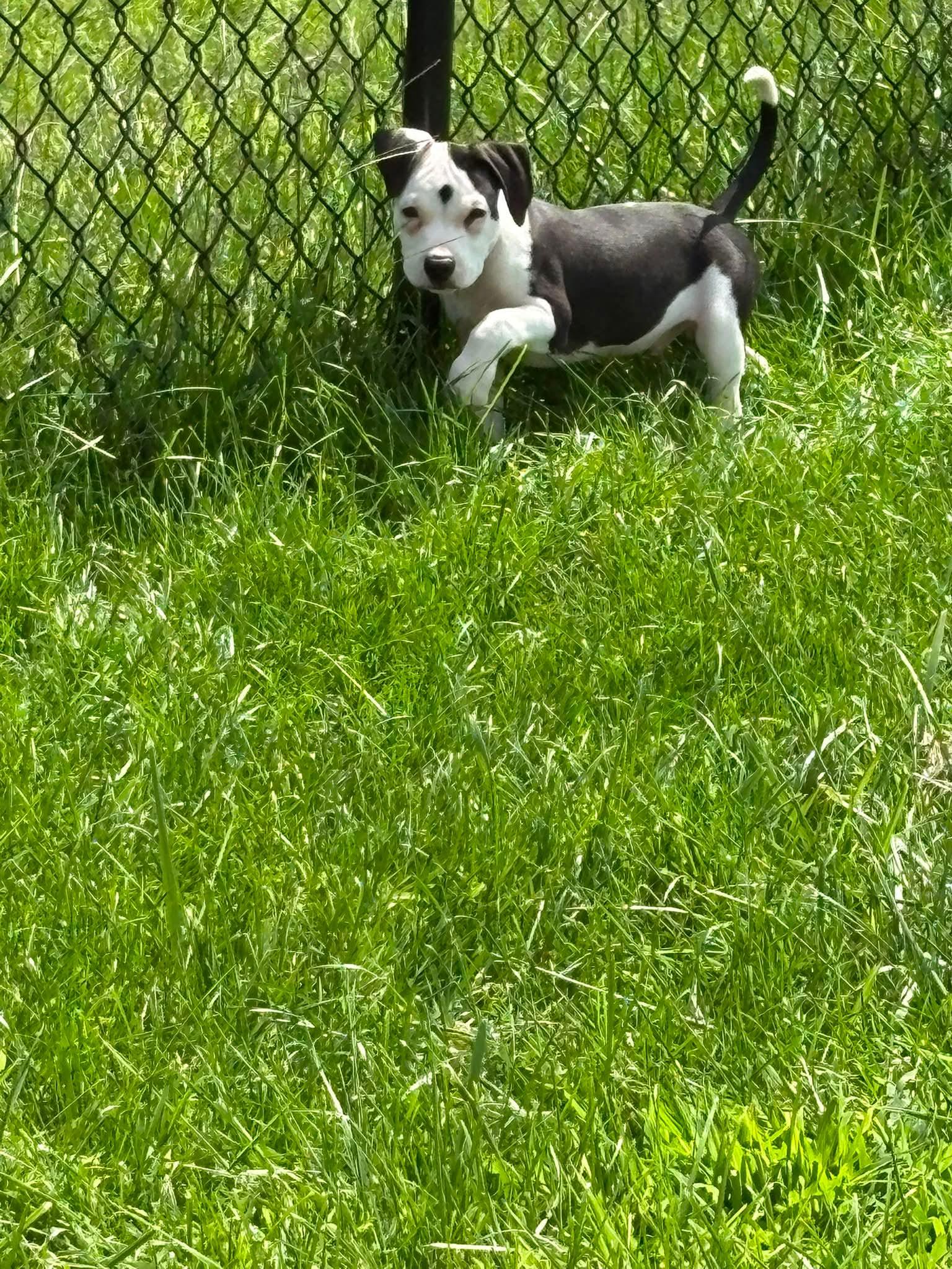 ANGUS, an adopted mixed breed in Vandergrift, PA image 4/6