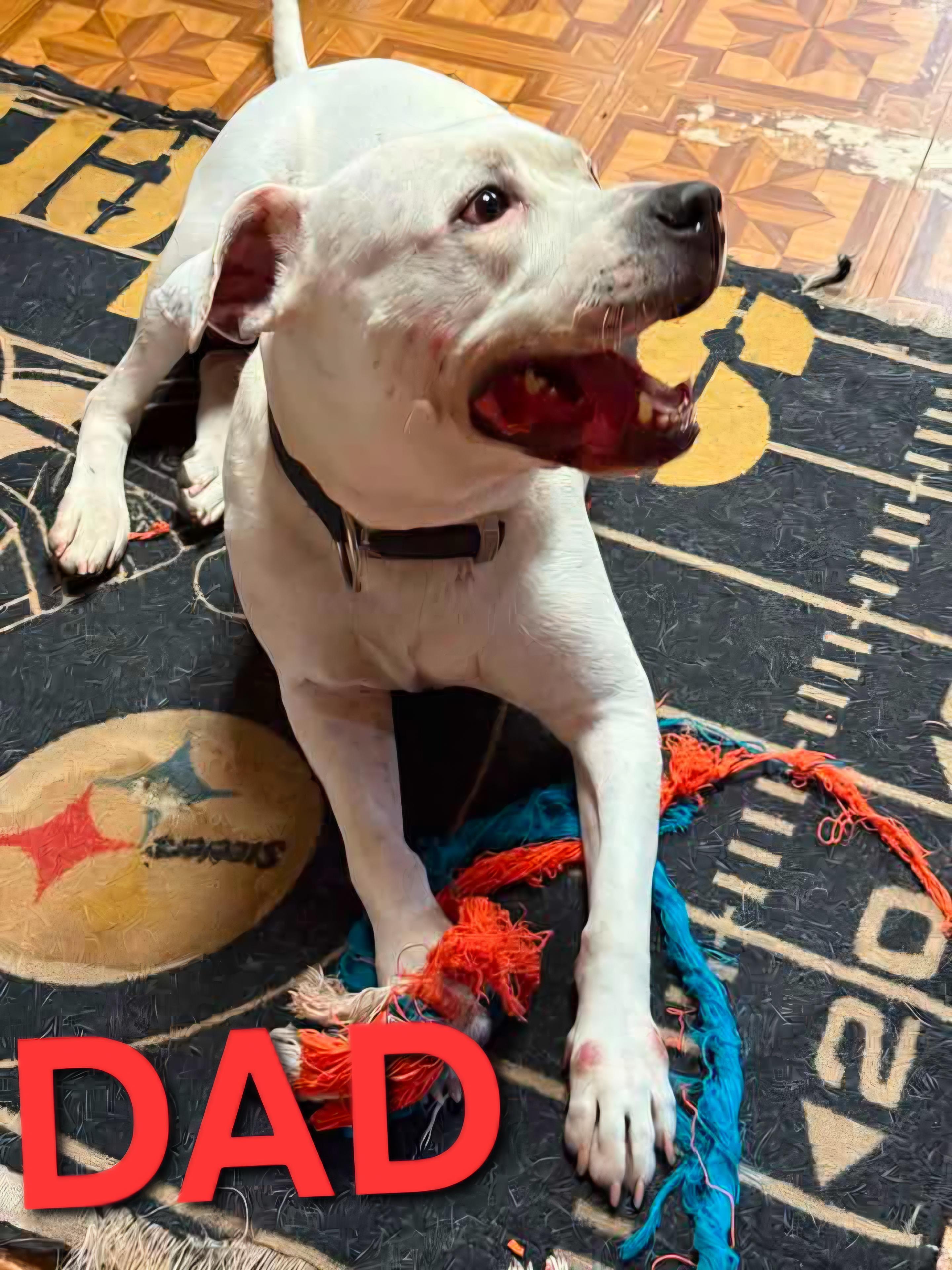 ANGUS, an adopted mixed breed in Vandergrift, PA image 6/6