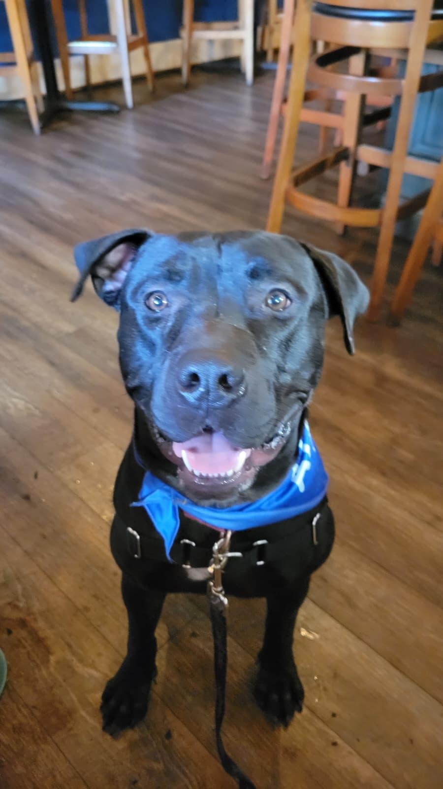 Enlarge Percy, a Adoptable Pit Bull Terrier in Pompano Beach, FL image 1/3