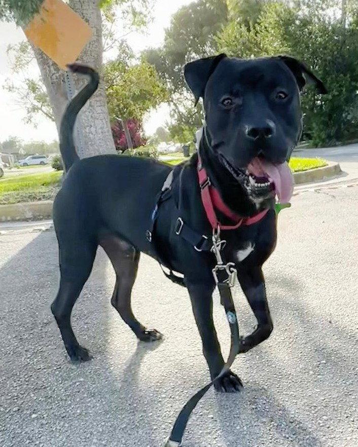 Enlarge Percy, a Adoptable Pit Bull Terrier in Pompano Beach, FL image 2/3