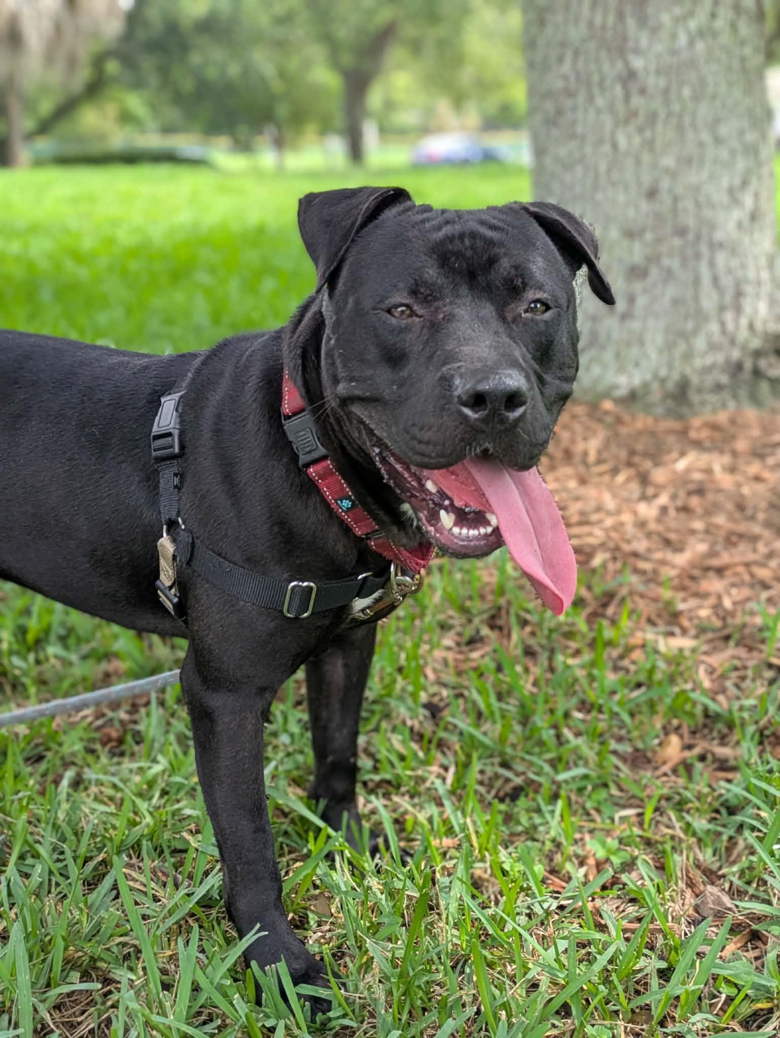 Enlarge Percy, a Adoptable Pit Bull Terrier in Pompano Beach, FL image 3/3