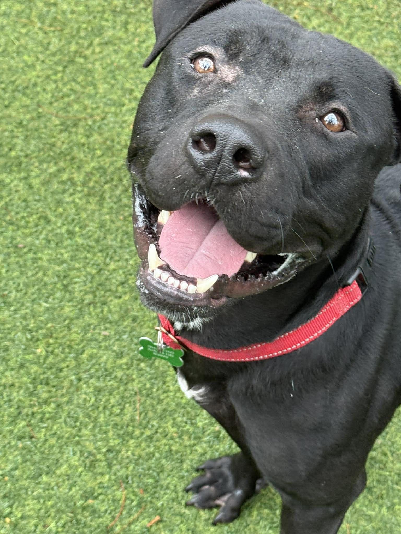 Enlarge Percy, a Adoptable Pit Bull Terrier in Pompano Beach, FL image 3/3
