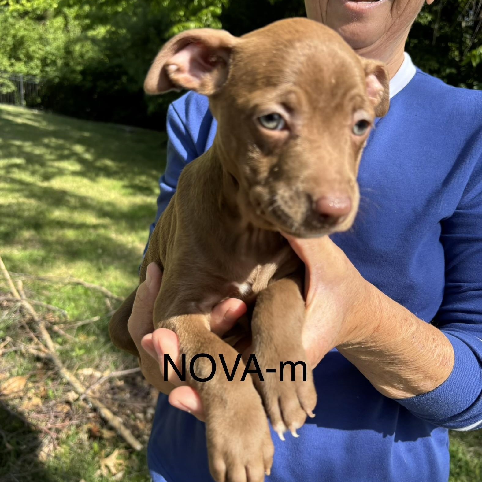 Nova, adopted, Puppy Male Pit Bull Terrier.