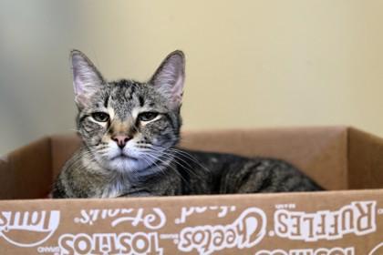 Enlarge Leo, a Adoptable Domestic Short Hair in Ringoes, NJ image 1/3