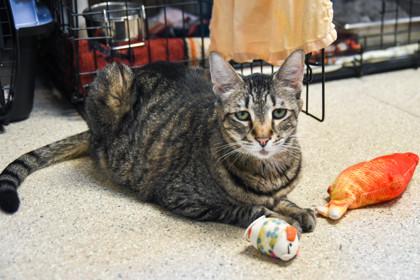 Enlarge Leo, a Adoptable Domestic Short Hair in Ringoes, NJ image 3/3