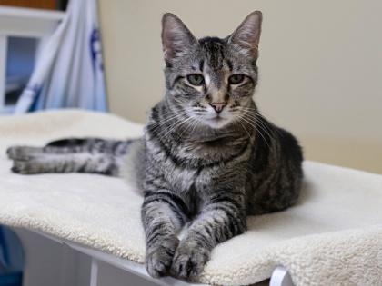 Leo, Adoptable, Senior Male Domestic Short Hair & Domestic Short Hair.