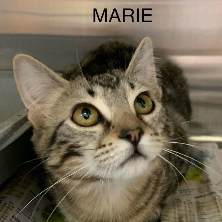 Enlarge Marie, a Adoptable Tabby in Rushville, IL image 1/1