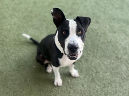 Enlarge Nerf, a Adoptable mixed breed in Phoenix, AZ image 1/2