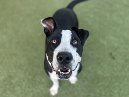 Nerf, Adoptable, Adult Male American Staffordshire Terrier & Great Dane.