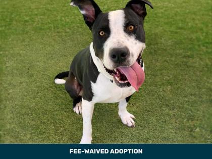 Enlarge Nerf, a Adoptable mixed breed in Phoenix, AZ image 2/2