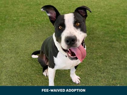 Enlarge Nerf, a Adoptable mixed breed in Phoenix, AZ image 3/3