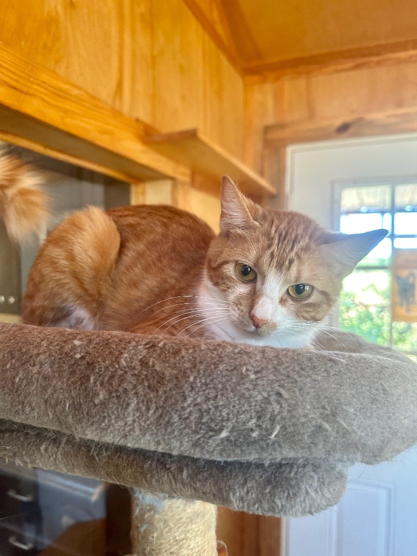 Jill , Adoptable, Young Female Domestic Short Hair.